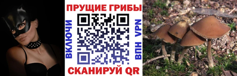 Галлюциногенные грибы Psilocybe  Мглин 